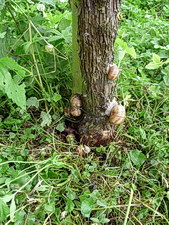 Die Weinbergschnecken fühlen sich hier wohl