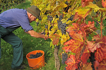 Weinlese bei Kressbronn-Betznau Weinlese an der Kressbronner Berghalde